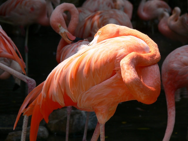 flamingo.jpg