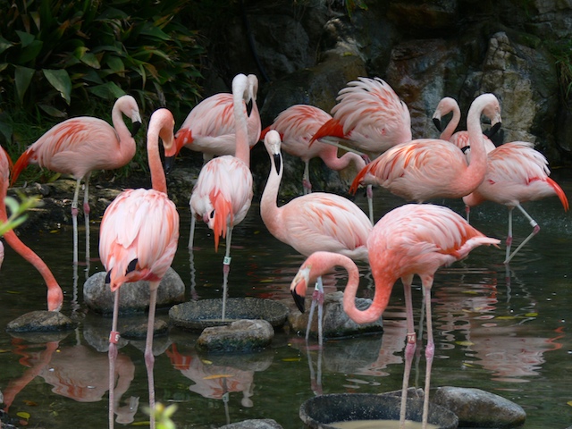 flamingos.jpg