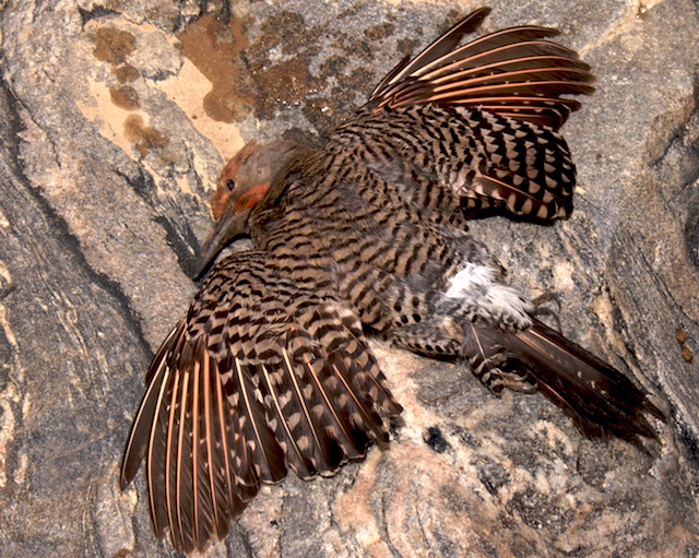 flicker.jpg