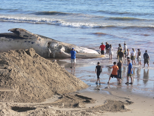 whale.jpg