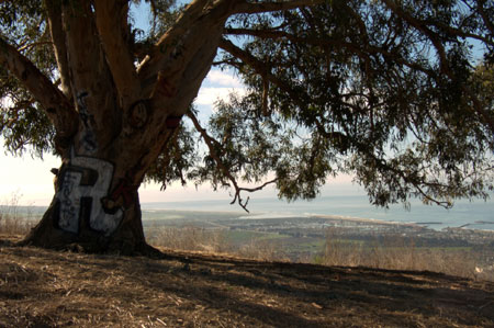 Two Trees with Paint Two Trees with Paint
