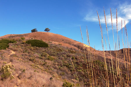 Two Trees Two Trees