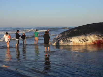 People Viewing Dead Blue Whale at Hobson Park