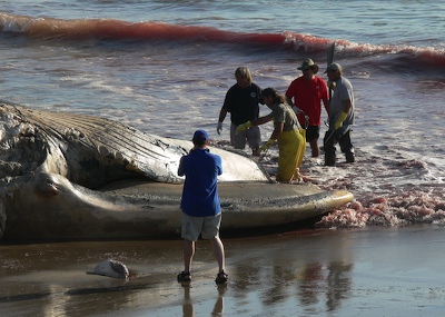 Flensing Dead Blue Whale at Faria Beach