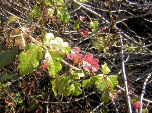 Poison Oak in the middle red phase
