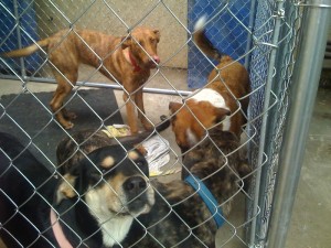 Four monstrous dogs in our tiny yard