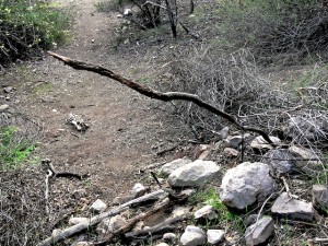 lionTrap lion trap in santa monica mountains