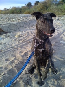 Mr. Moose trail dog project