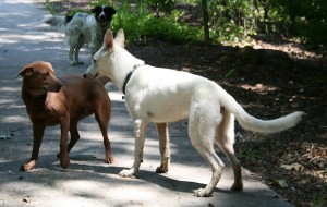 dogs meeting on trail