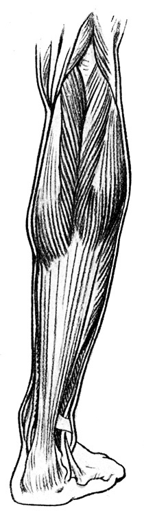 Post image for Oh Noes! Calf Muscle Strain!