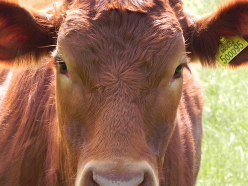 Brown cow by Alice Birkin